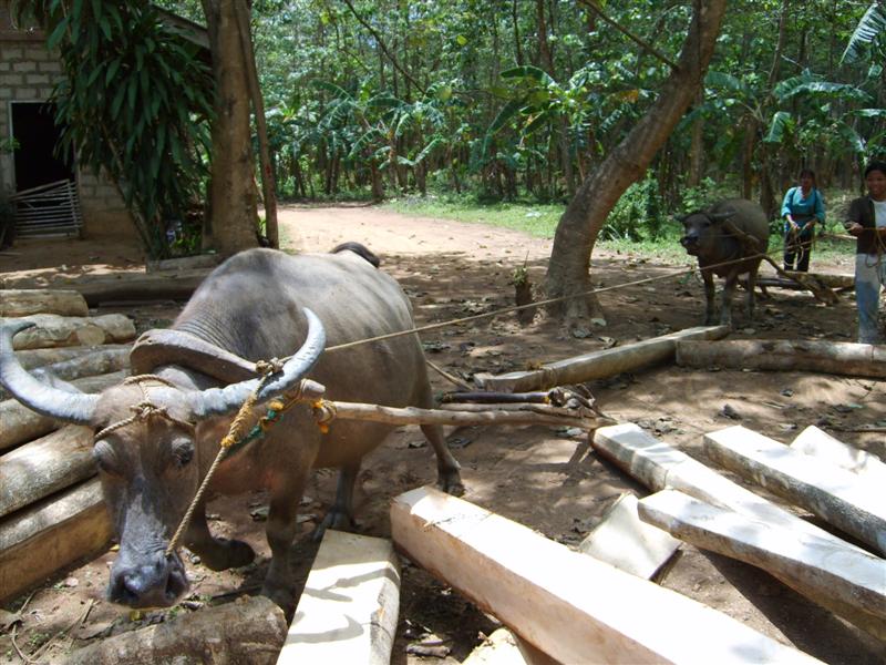 water buffalo